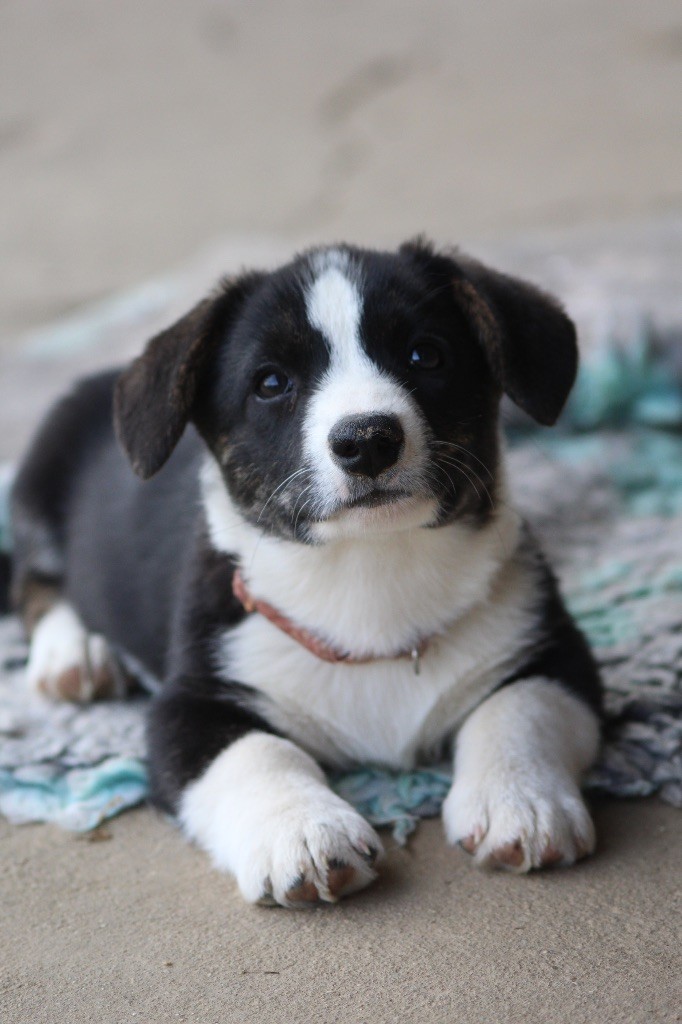 Dream Of Manou And Dounette - Chiots disponibles - Welsh Corgi Cardigan