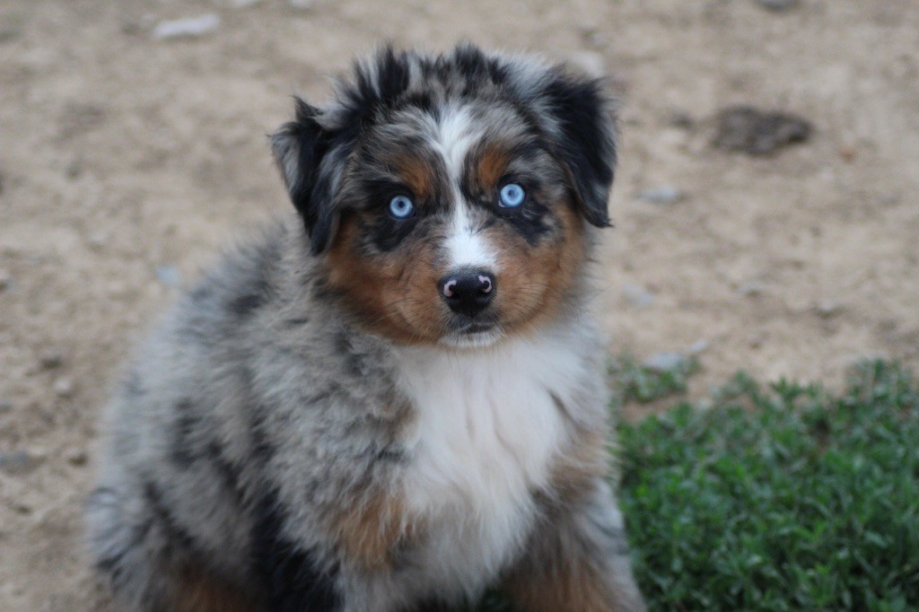 Dream Of Manou And Dounette - Chiots disponibles - Berger Australien