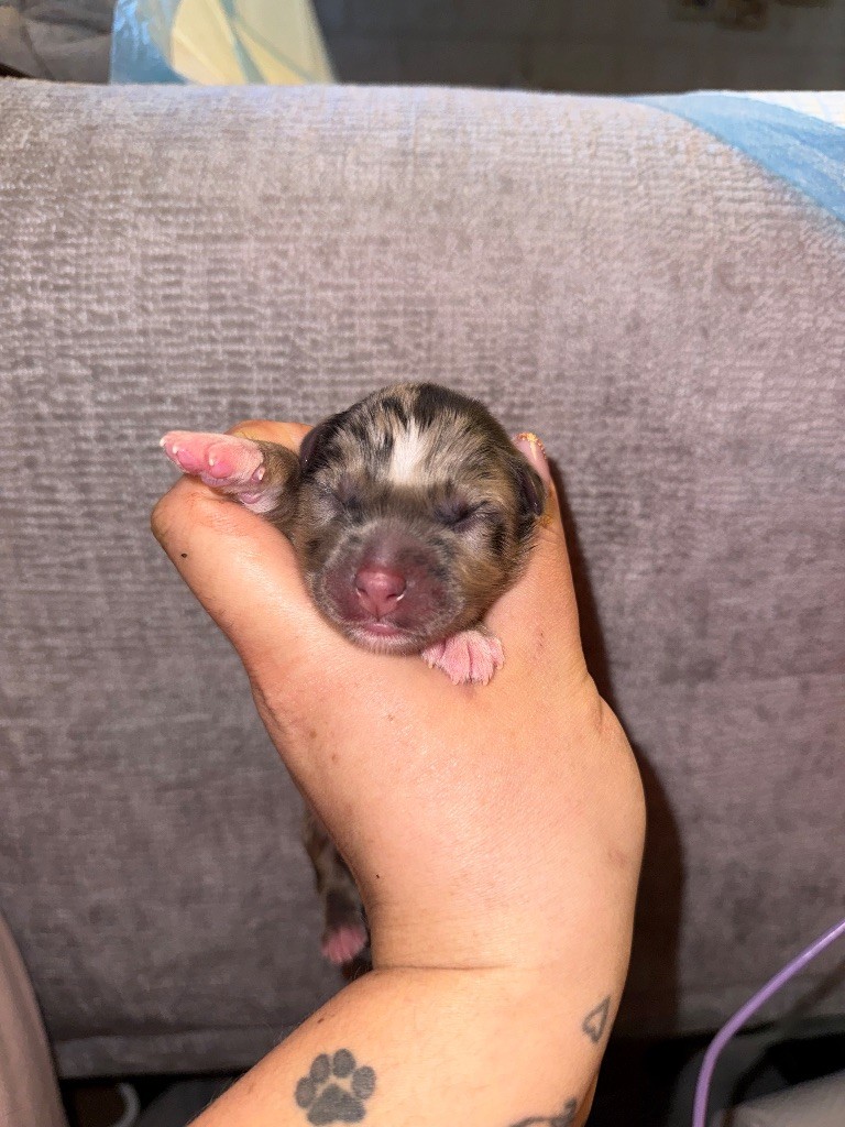 Dream Of Manou And Dounette - Chiots disponibles - Berger Australien