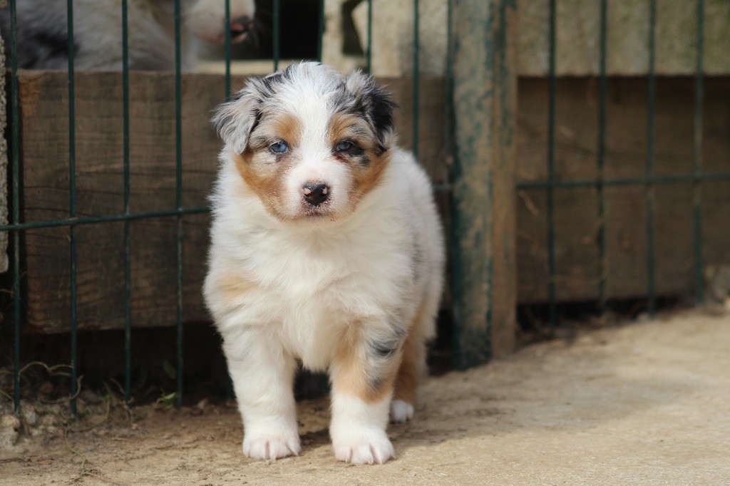 Dream Of Manou And Dounette - Chiots disponibles - Berger Australien