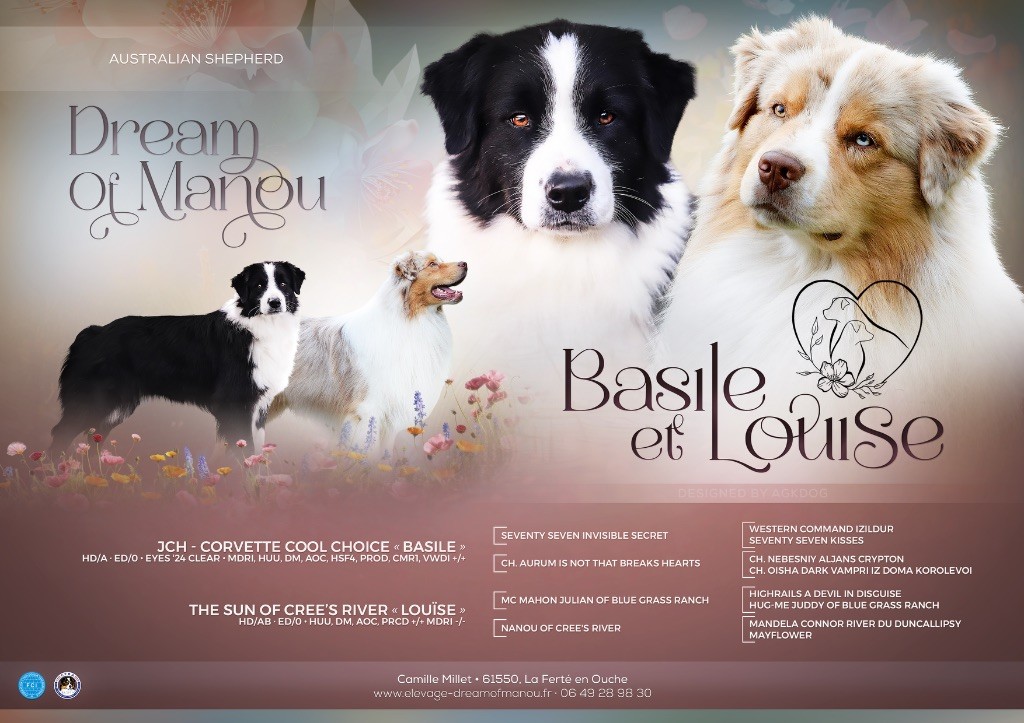 Chiot Berger Australien Dream Of Manou And Dounette