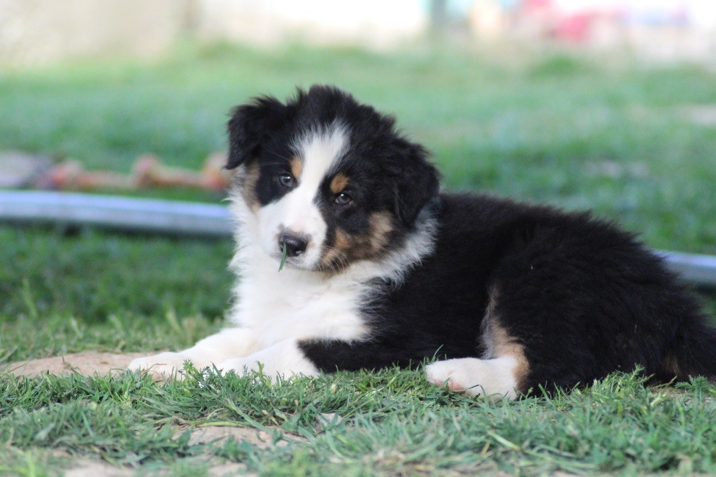 Dream Of Manou And Dounette - Chiots disponibles - Berger Australien