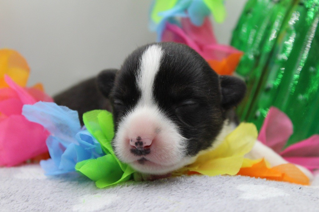 Dream Of Manou And Dounette - Chiots disponibles - Welsh Corgi Cardigan