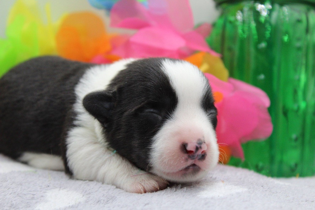 Dream Of Manou And Dounette - Chiots disponibles - Welsh Corgi Cardigan