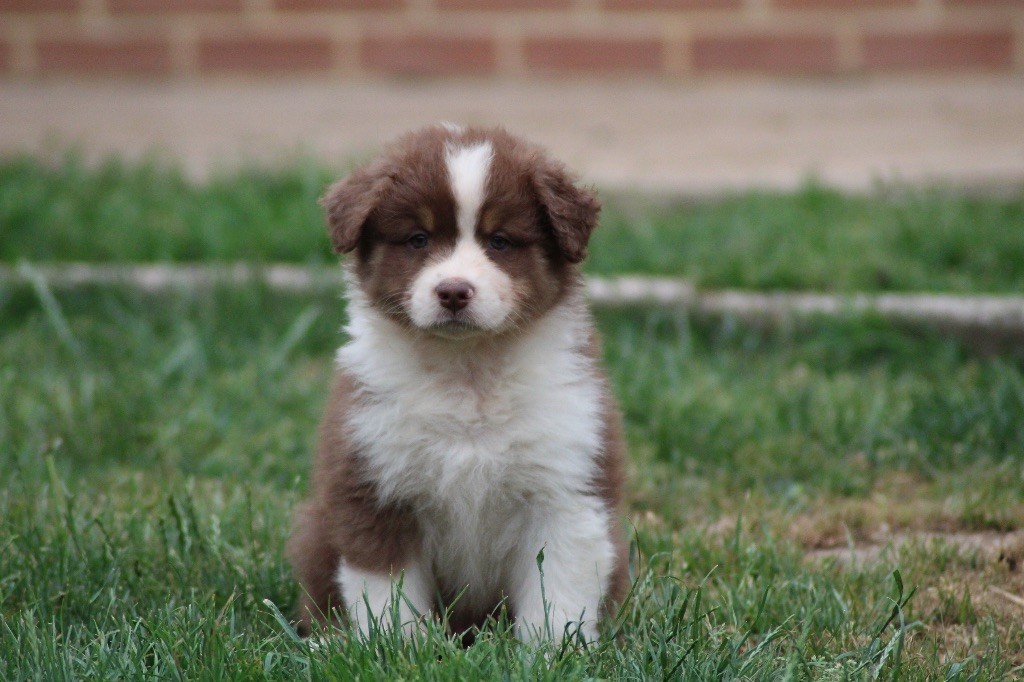 Dream Of Manou And Dounette - Chiots disponibles - Berger Australien