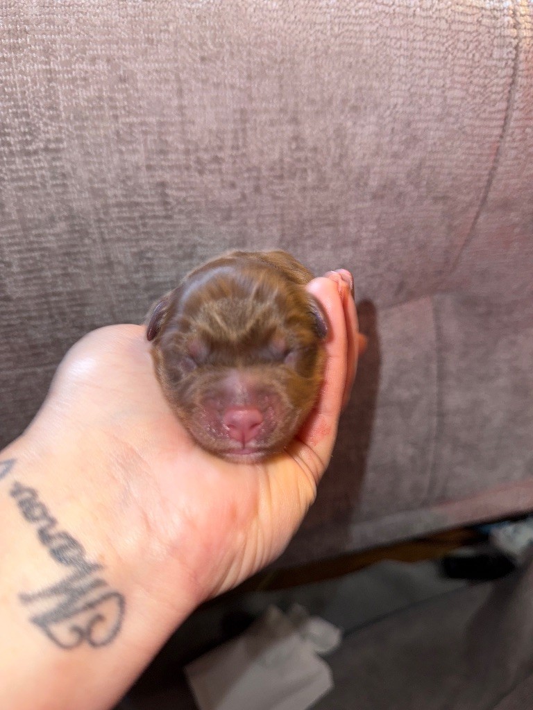 Dream Of Manou And Dounette - Chiots disponibles - Berger Australien