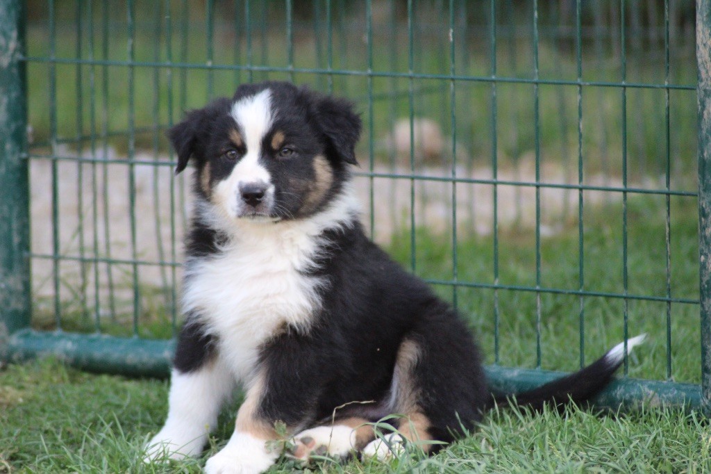 Dream Of Manou And Dounette - Chiots disponibles - Berger Australien