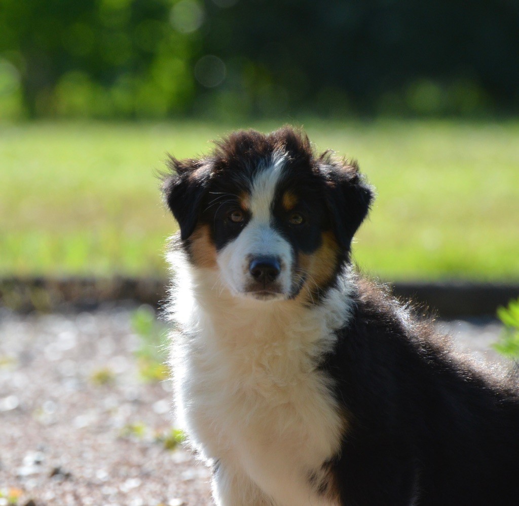 Dream Of Manou And Dounette - Chiots disponibles - Berger Australien