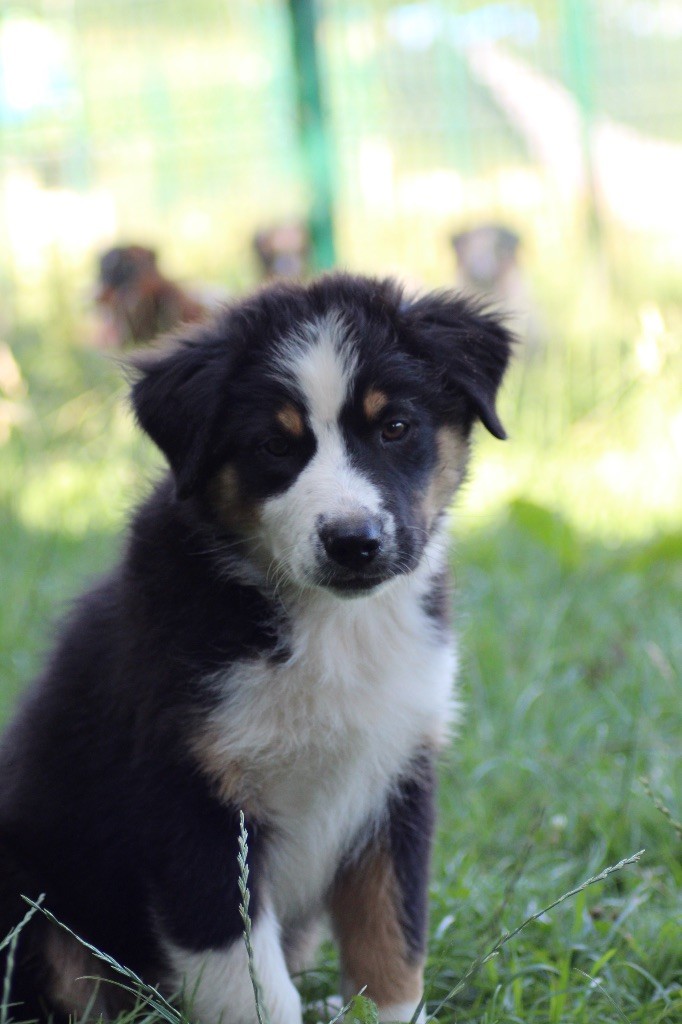 Dream Of Manou And Dounette - Chiots disponibles - Berger Australien
