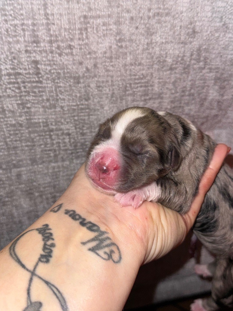 Dream Of Manou And Dounette - Chiots disponibles - Berger Australien