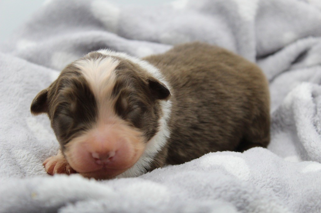 Dream Of Manou And Dounette - Chiots disponibles - Berger Australien