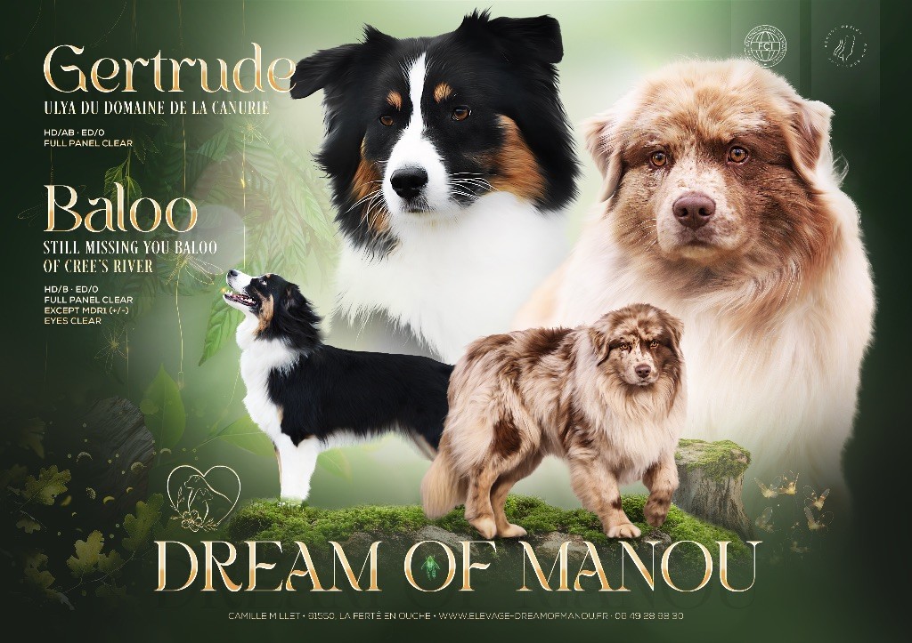 Chiot Berger Australien Dream Of Manou And Dounette