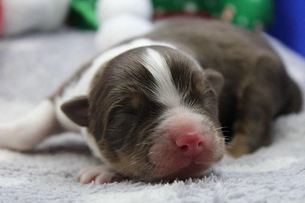 Dream Of Manou And Dounette - Chiots disponibles - Berger Australien