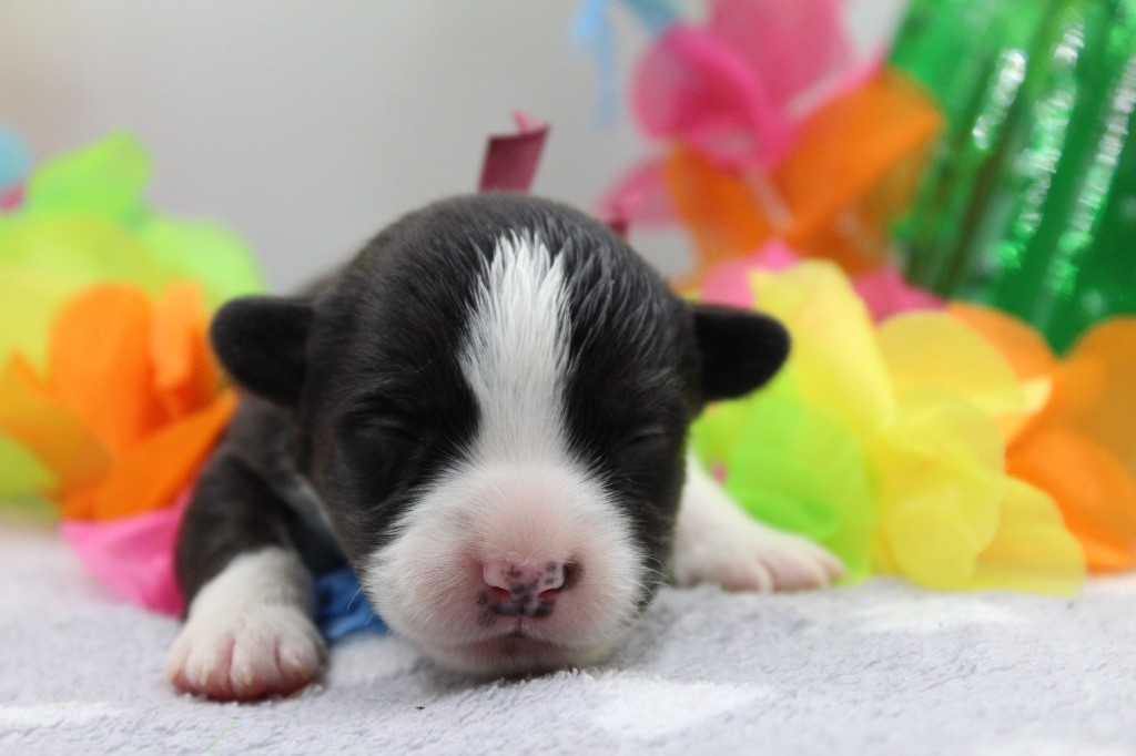 Dream Of Manou And Dounette - Chiots disponibles - Welsh Corgi Cardigan