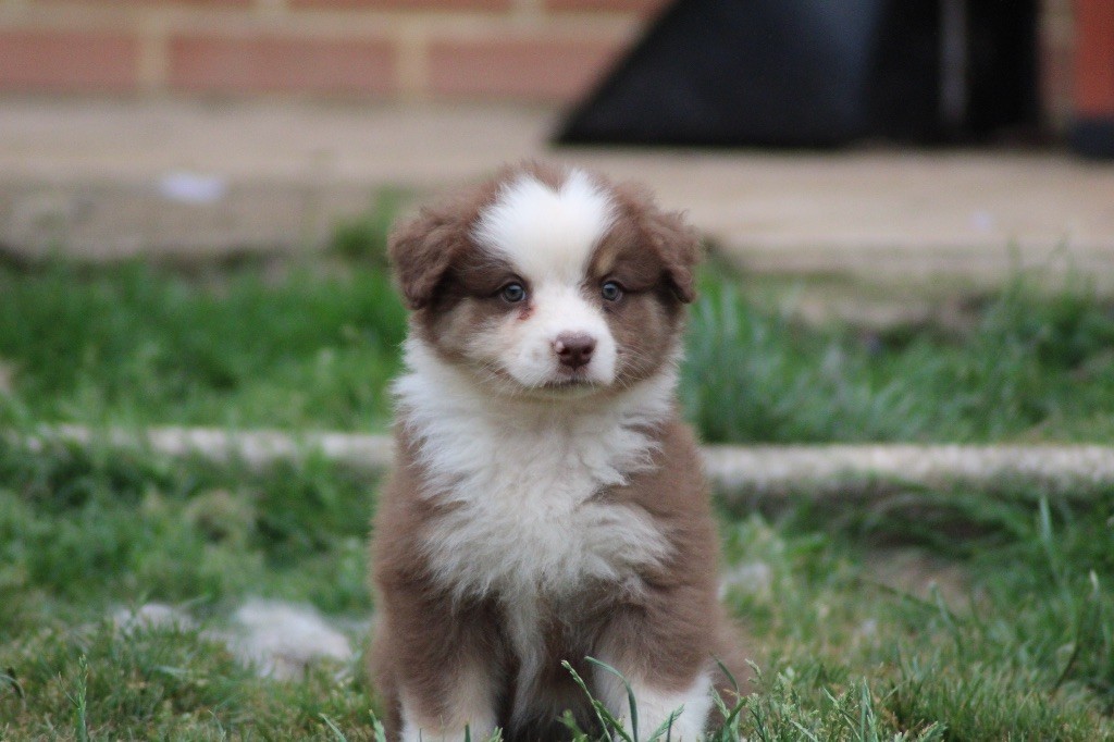 Dream Of Manou And Dounette - Chiots disponibles - Berger Australien
