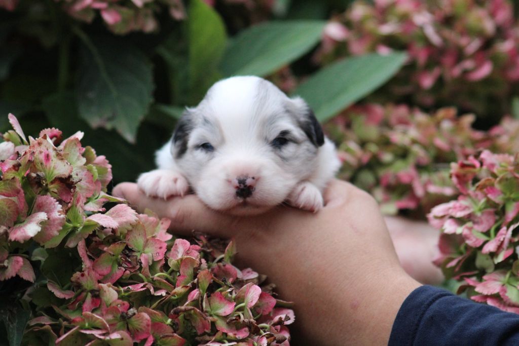 Dream Of Manou And Dounette - Chiots disponibles - Berger Australien