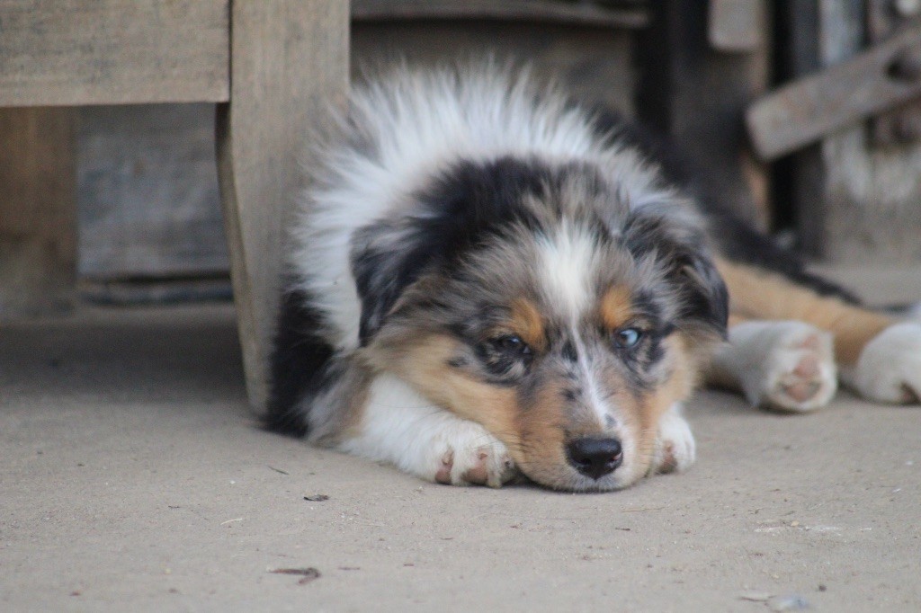 Dream Of Manou And Dounette - Chiots disponibles - Berger Australien
