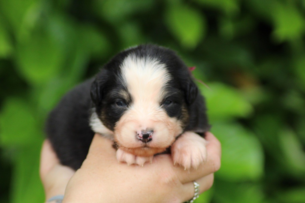 Dream Of Manou And Dounette - Chiots disponibles - Berger Australien