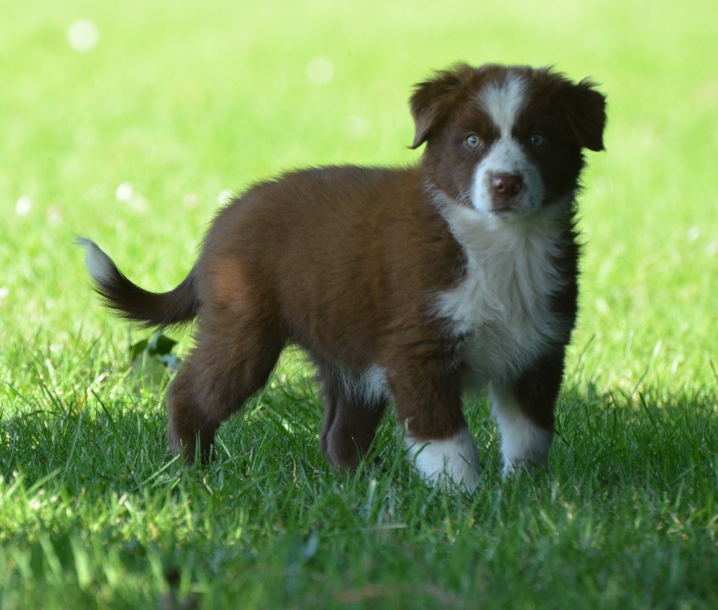 Dream Of Manou And Dounette - Chiots disponibles - Berger Australien