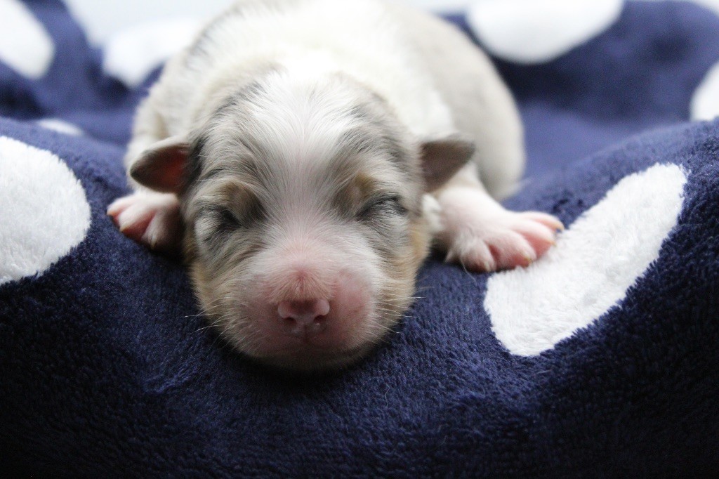 Dream Of Manou And Dounette - Chiots disponibles - Berger Australien