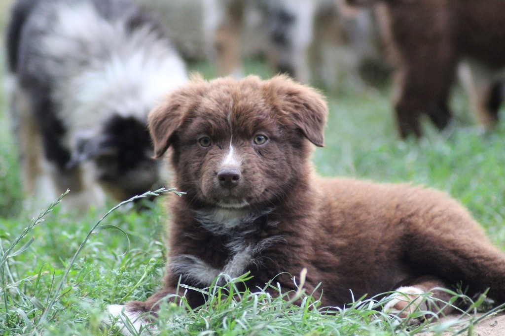 Dream Of Manou And Dounette - Chiots disponibles - Berger Australien