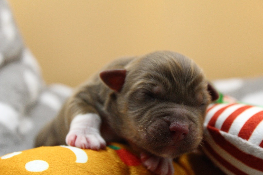 Dream Of Manou And Dounette - Chiots disponibles - Berger Australien