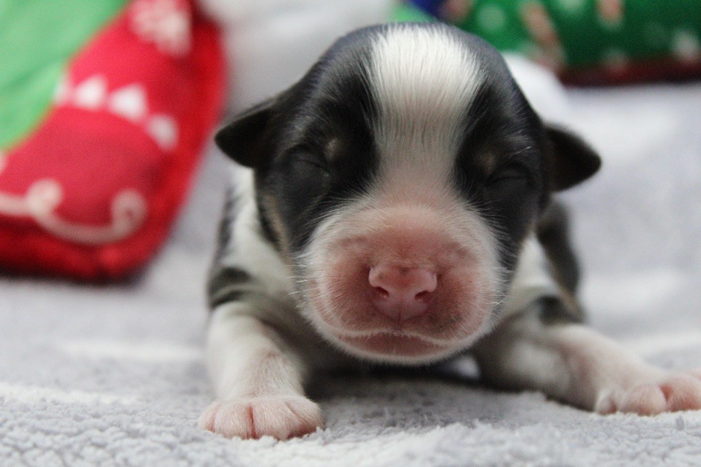 Dream Of Manou And Dounette - Chiots disponibles - Berger Australien