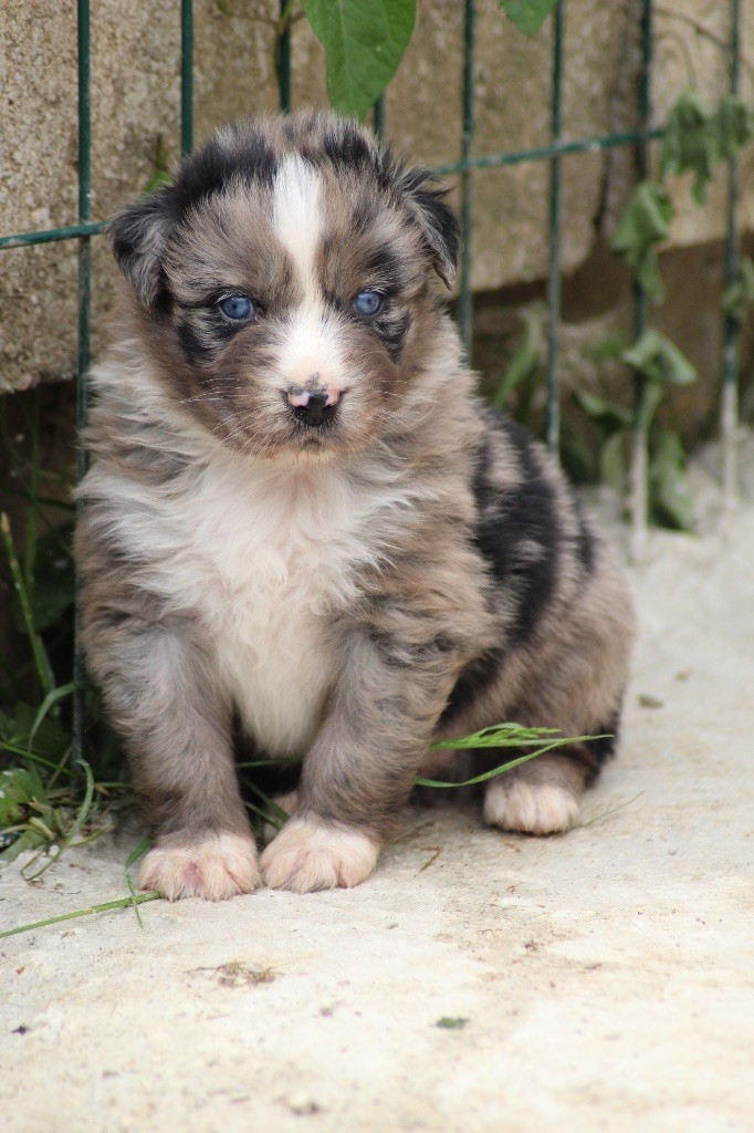 Dream Of Manou And Dounette - Chiots disponibles - Berger Australien
