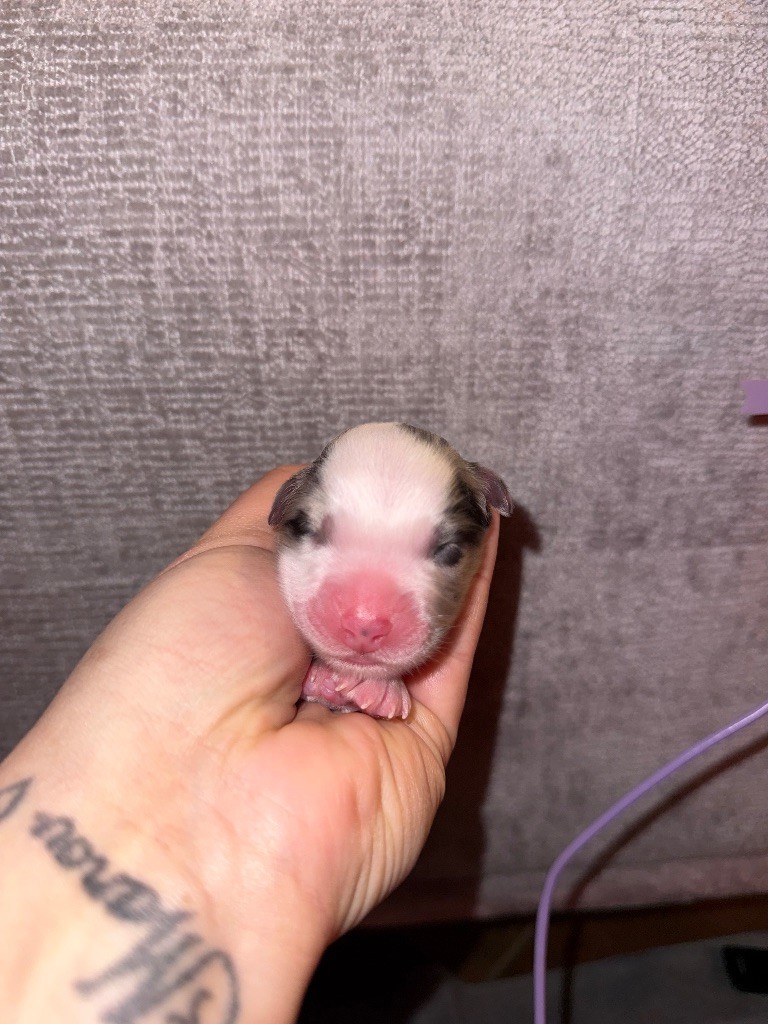 Dream Of Manou And Dounette - Chiots disponibles - Berger Australien