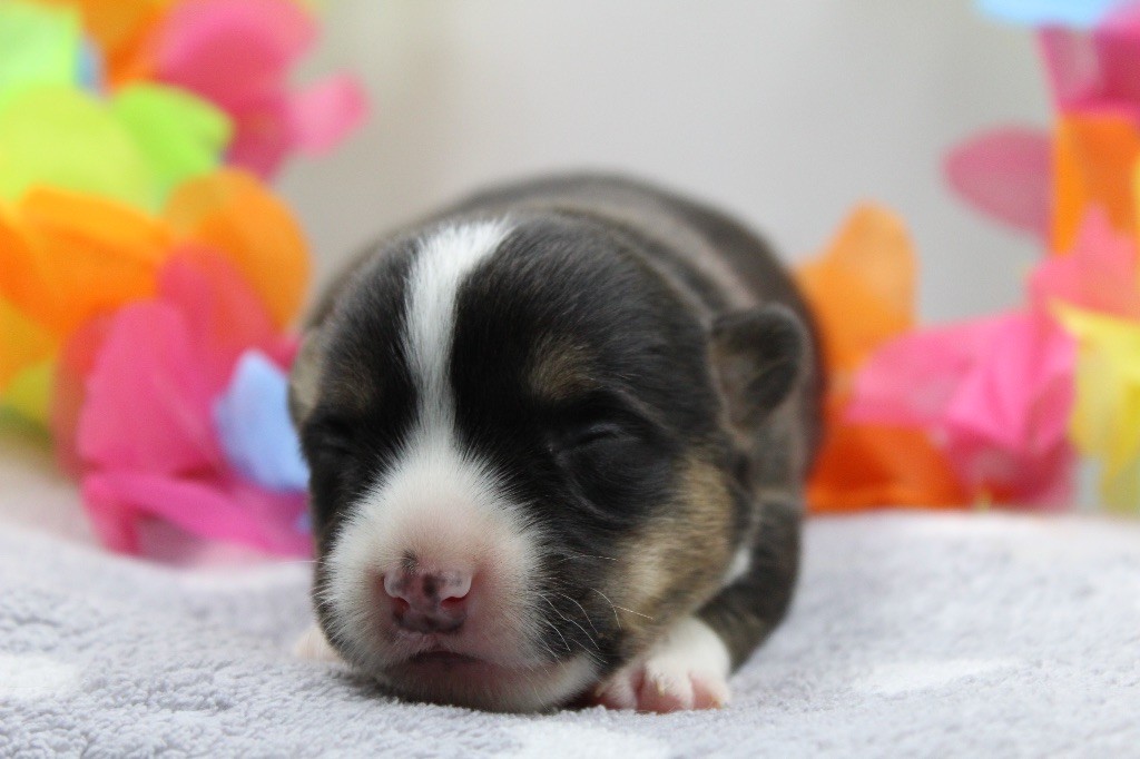 Dream Of Manou And Dounette - Chiots disponibles - Welsh Corgi Cardigan