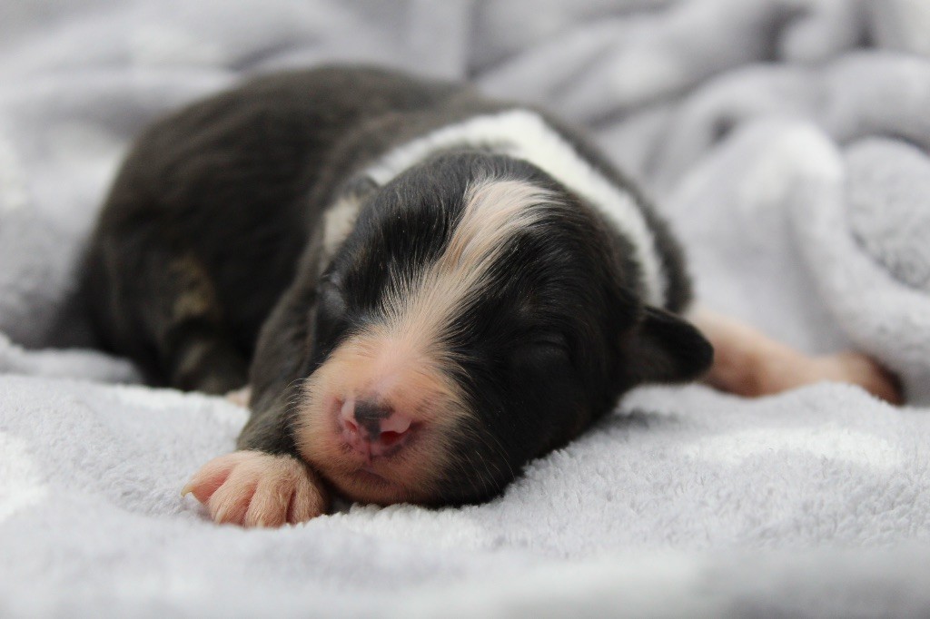 Dream Of Manou And Dounette - Chiots disponibles - Berger Australien