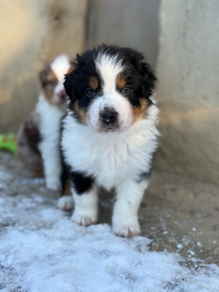 Dream Of Manou And Dounette - Chiots disponibles - Berger Australien