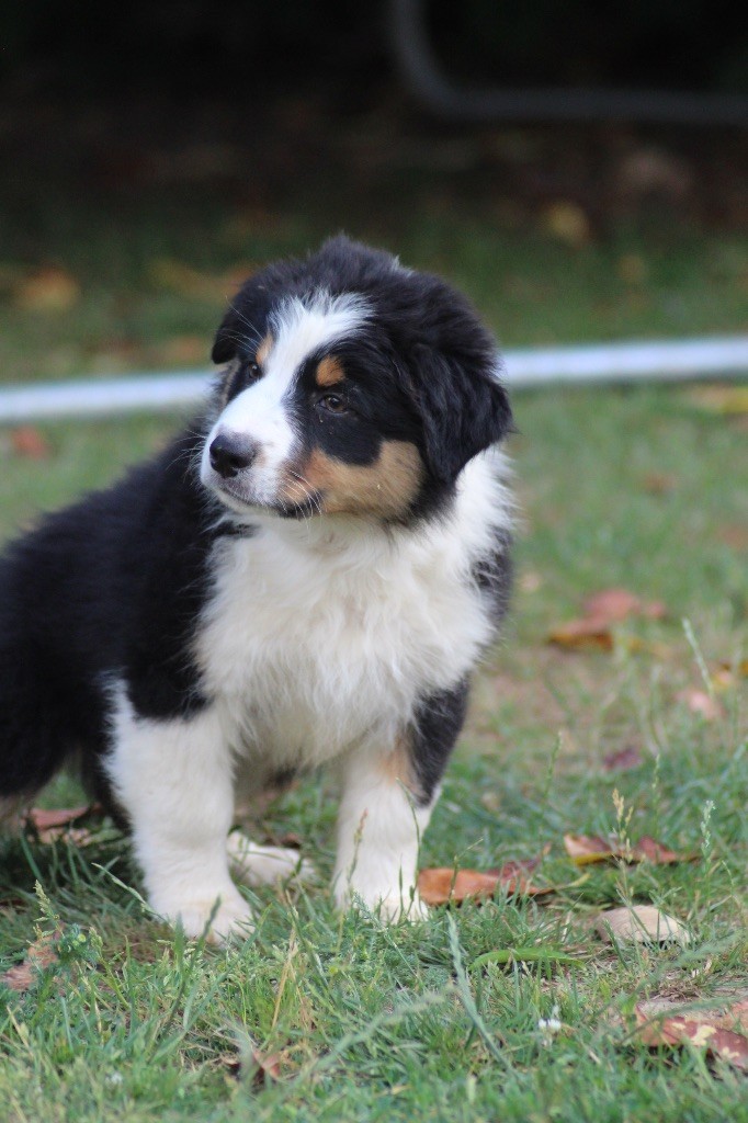 Dream Of Manou And Dounette - Chiots disponibles - Berger Australien