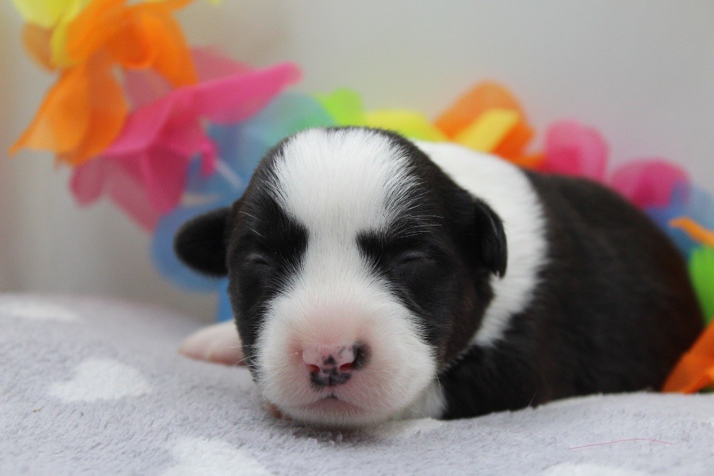 Dream Of Manou And Dounette - Chiots disponibles - Welsh Corgi Cardigan