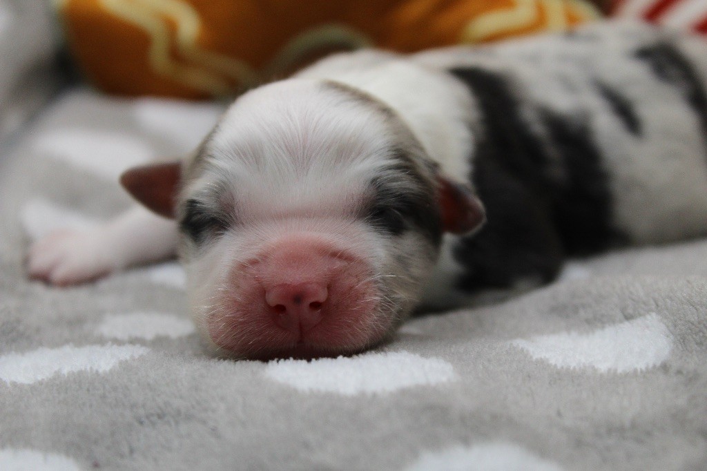 Dream Of Manou And Dounette - Chiots disponibles - Berger Australien