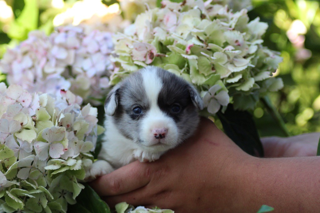 Dream Of Manou And Dounette - Chiots disponibles - Welsh Corgi Cardigan