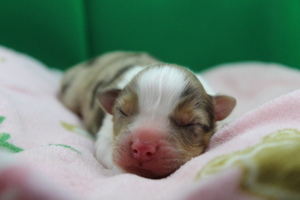 Dream Of Manou And Dounette - Chiots disponibles - Berger Australien