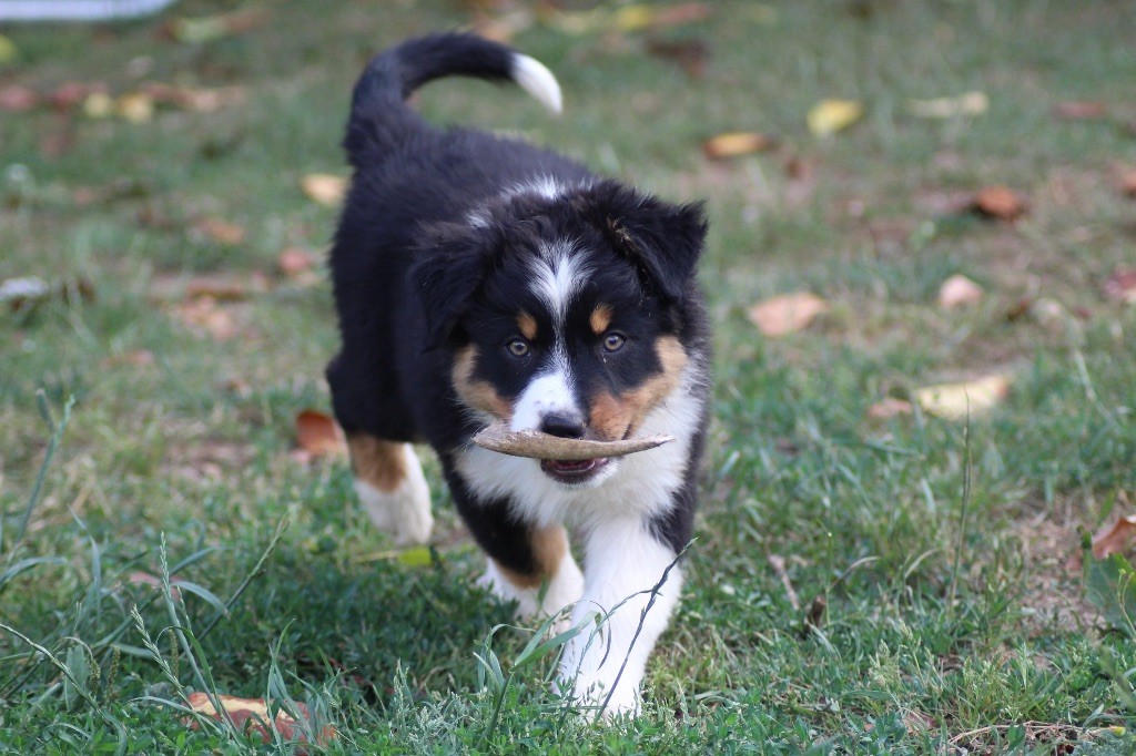 Dream Of Manou And Dounette - Chiots disponibles - Berger Australien
