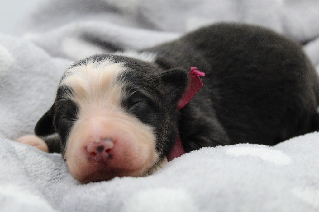 Dream Of Manou And Dounette - Chiots disponibles - Berger Australien
