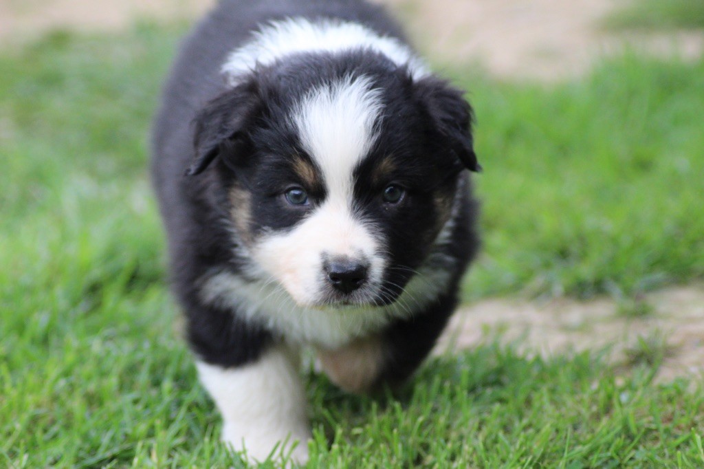 Dream Of Manou And Dounette - Chiots disponibles - Berger Australien