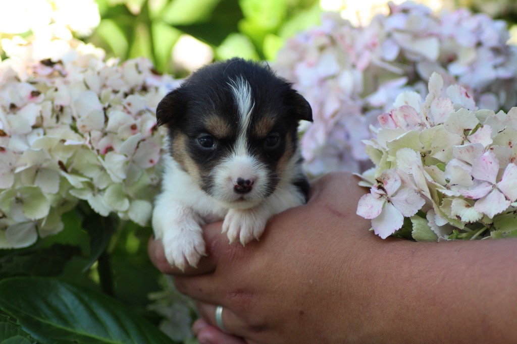 Dream Of Manou And Dounette - Chiots disponibles - Welsh Corgi Cardigan