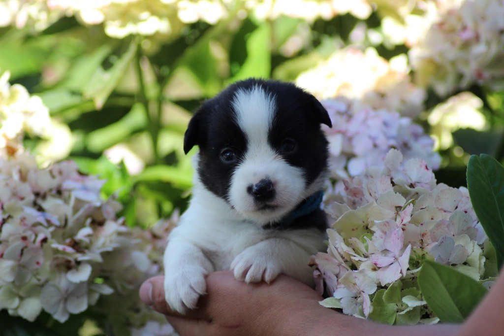 Dream Of Manou And Dounette - Chiots disponibles - Welsh Corgi Cardigan