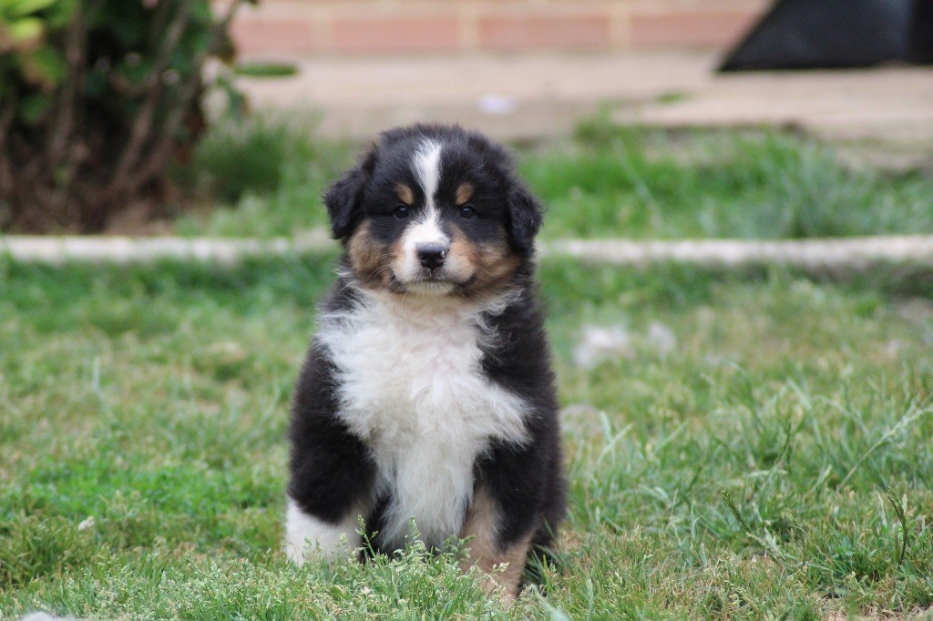 Dream Of Manou And Dounette - Chiots disponibles - Berger Australien