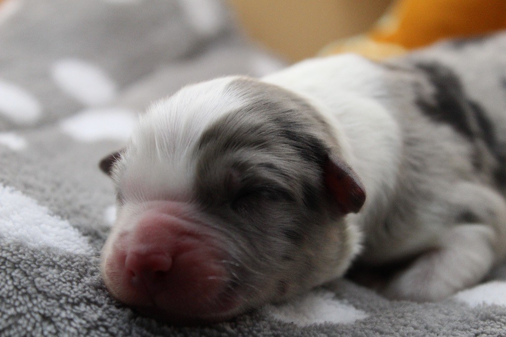 Dream Of Manou And Dounette - Chiots disponibles - Berger Australien