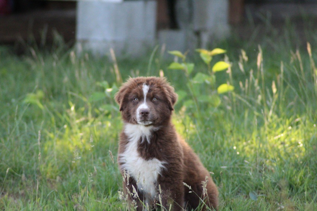 Dream Of Manou And Dounette - Chiots disponibles - Berger Australien