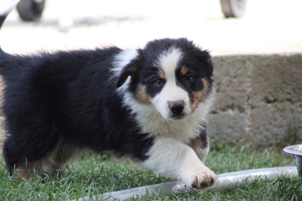Dream Of Manou And Dounette - Chiots disponibles - Berger Australien