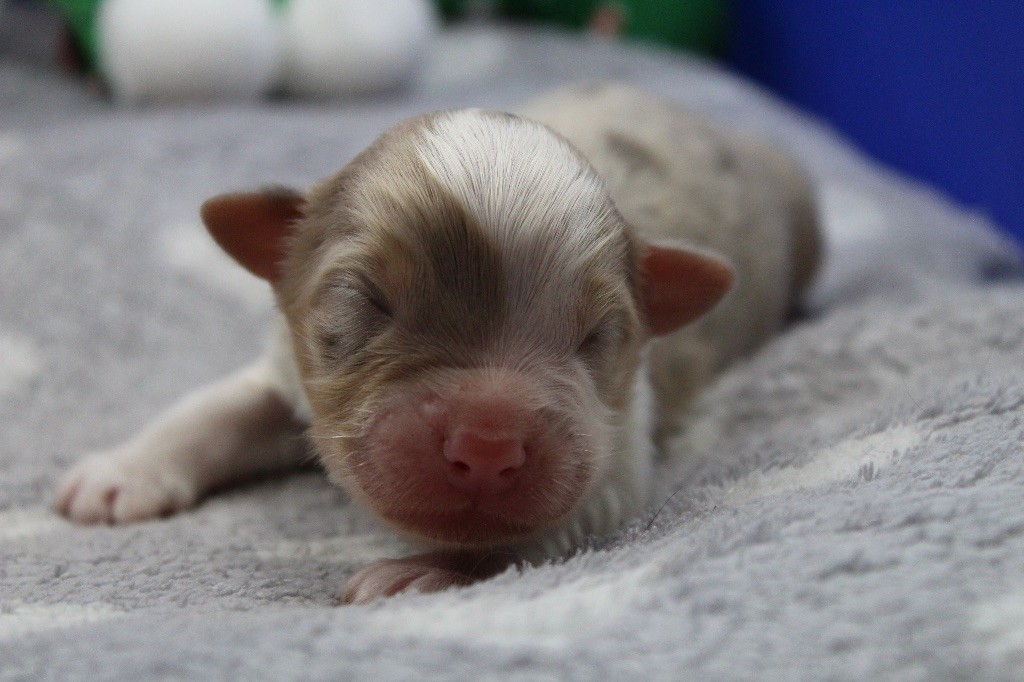 Dream Of Manou And Dounette - Chiots disponibles - Berger Australien