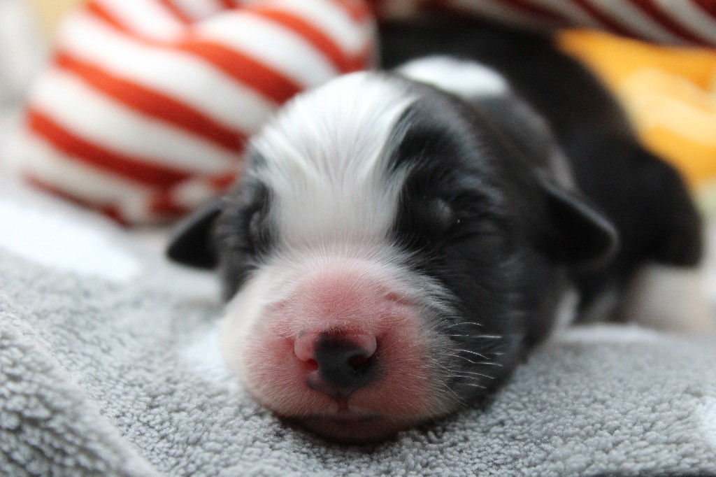 Dream Of Manou And Dounette - Chiots disponibles - Berger Australien