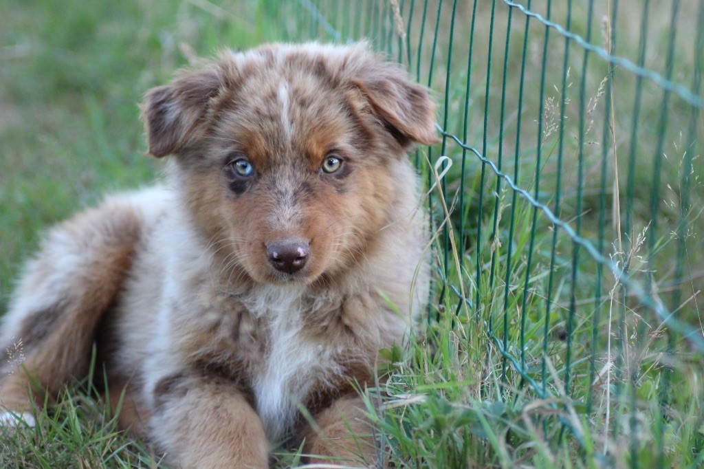 Dream Of Manou And Dounette - Chiots disponibles - Berger Australien