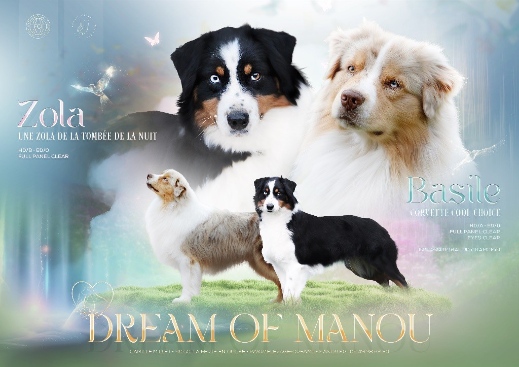 Chiot Berger Australien Dream Of Manou And Dounette